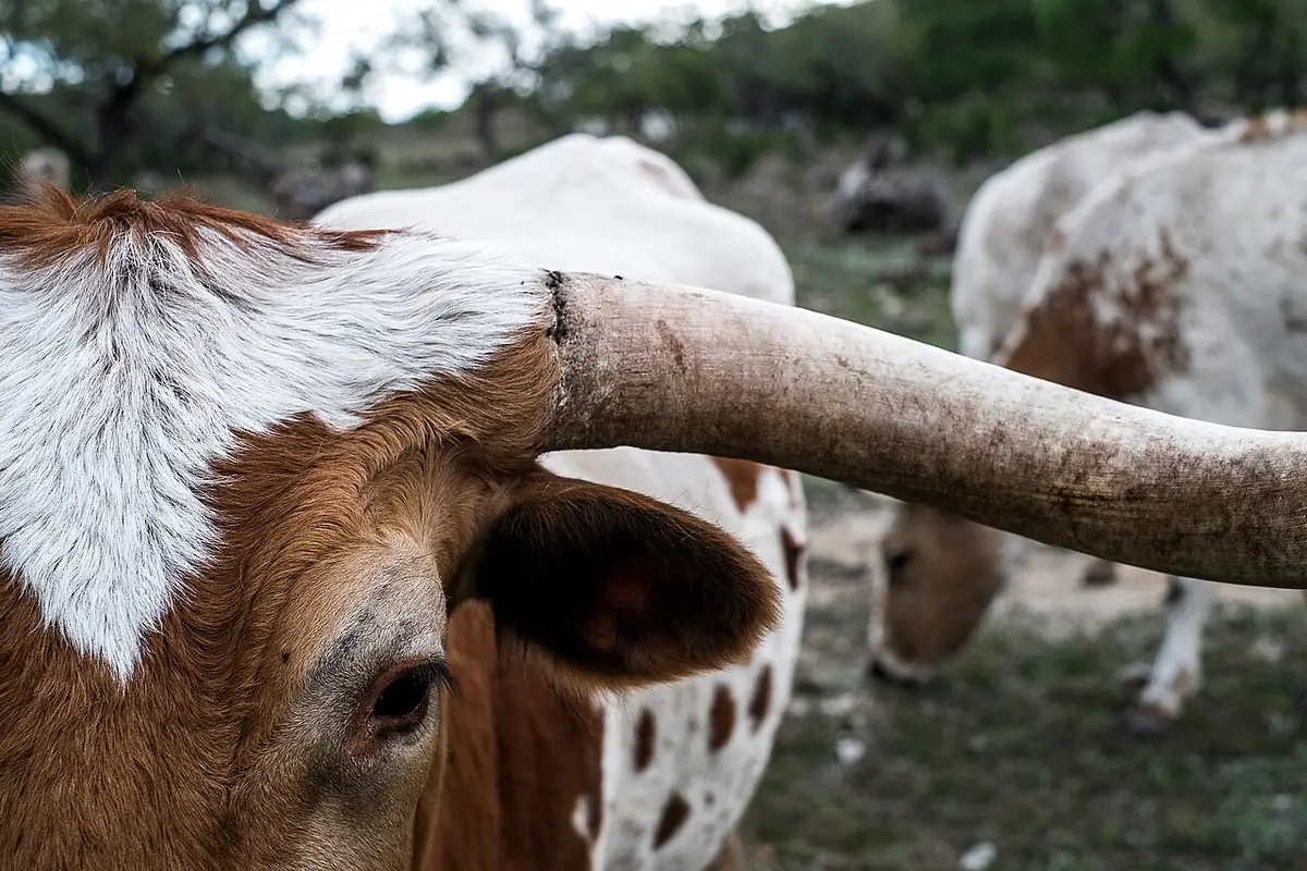 Texas longhorns standing on ranch land in Bandera County