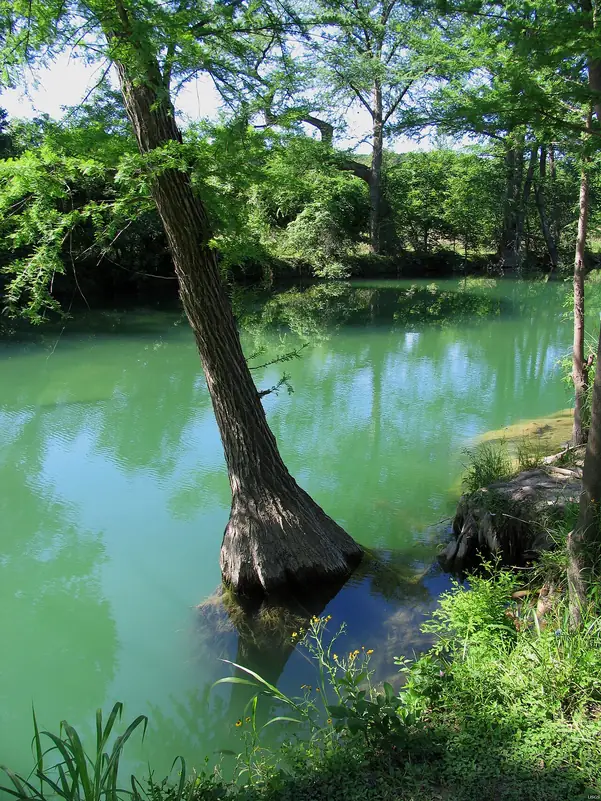 Bald cypress growing in the green water of the Medina River at Bandera