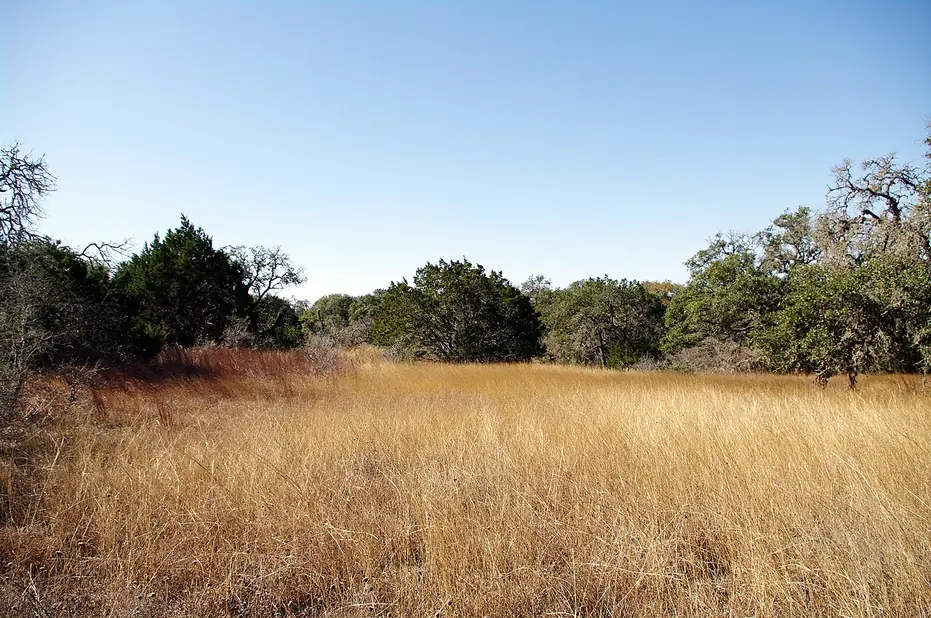 Golden grassland with live oak and cedar in the Bandera County Hill Country